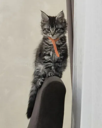 Котенок мейн-кун