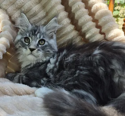 Maine Coon kitten