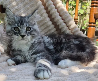 Maine Coon kitten