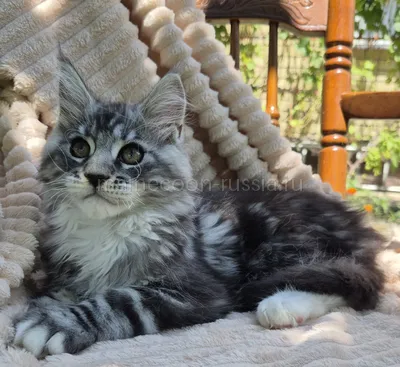 Maine Coon kitten