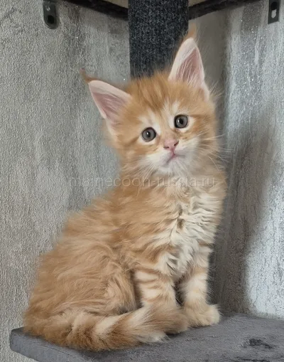 Maine Coon kitten
