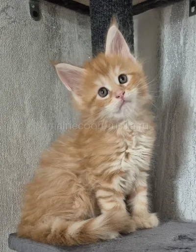 Maine Coon kitten