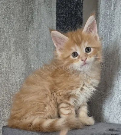 Maine Coon kitten