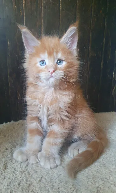 Котенок мейн-кун