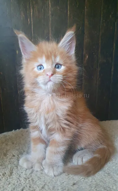 Котенок мейн-кун