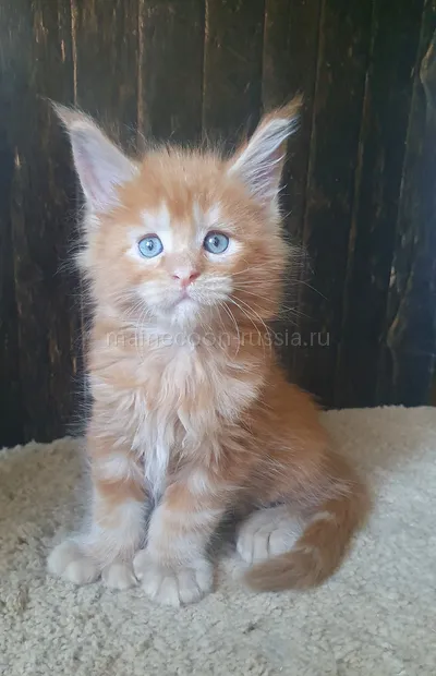 Котенок мейн-кун