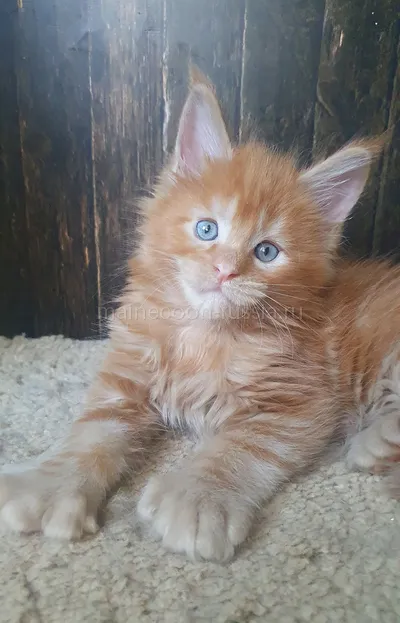 Котенок мейн-кун
