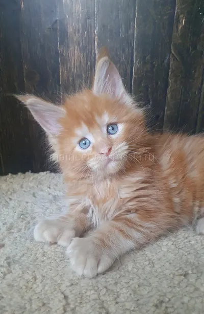 Котенок мейн-кун