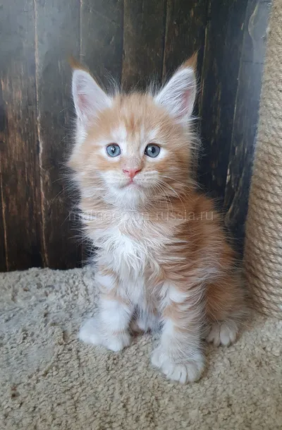 Maine Coon kitten