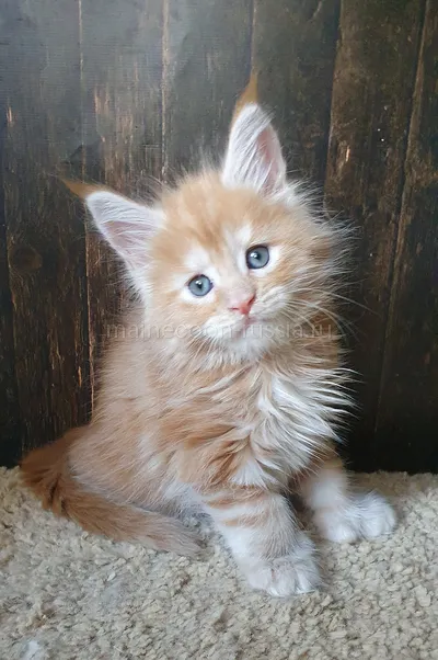 Maine Coon kitten