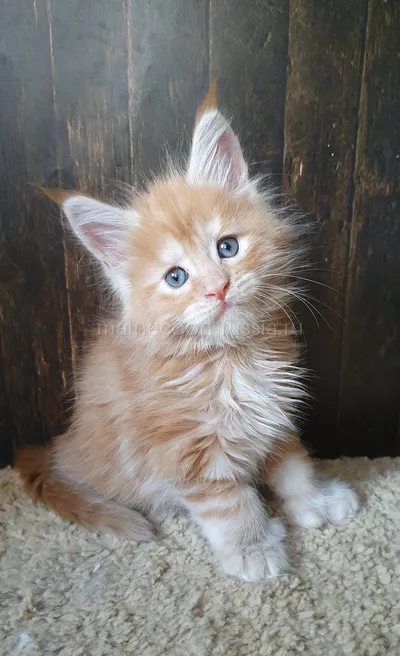 Maine Coon kitten