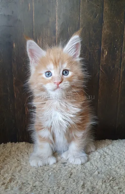 Maine Coon kitten