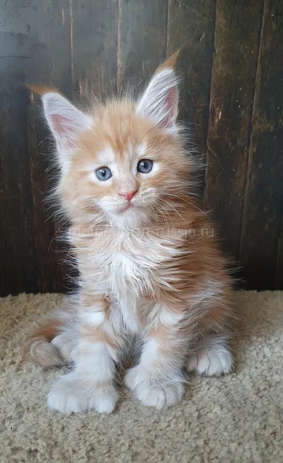 Maine Coon kitten