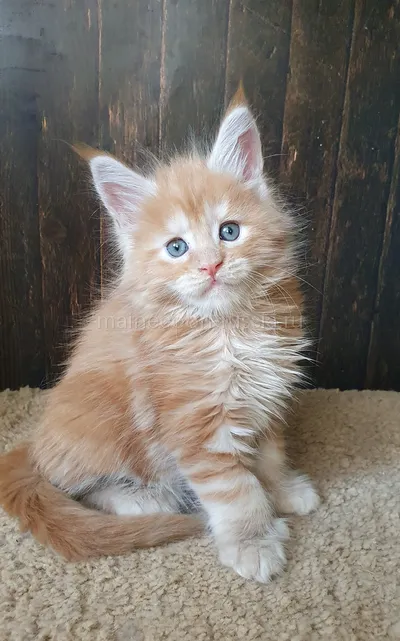 Maine Coon kitten