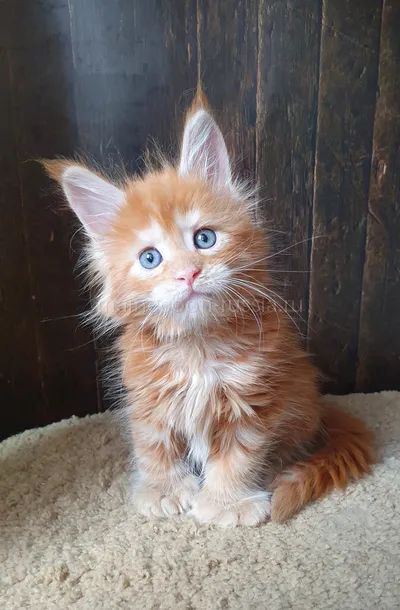Котенок мейн-кун