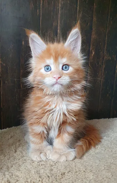Котенок мейн-кун
