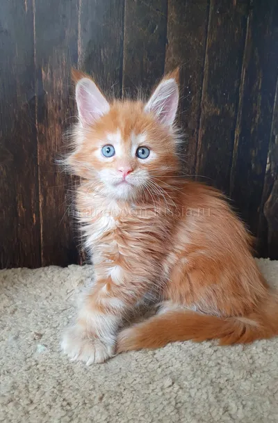 Котенок мейн-кун