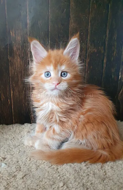 Котенок мейн-кун