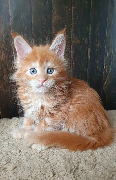 Котенок мейн-кун