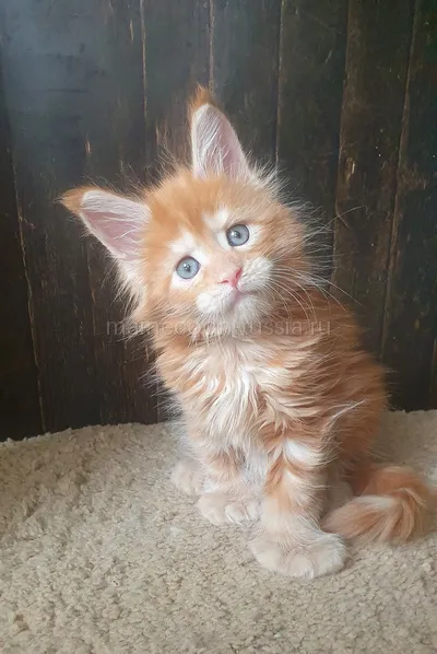 Котенок мейн-кун