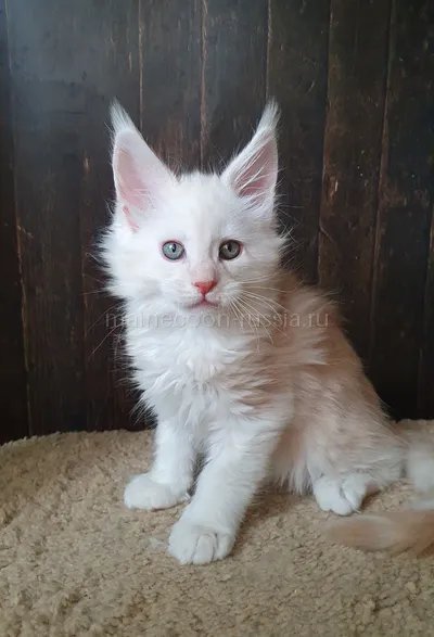 Maine Coon kitten