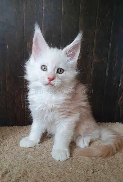 Maine Coon kitten