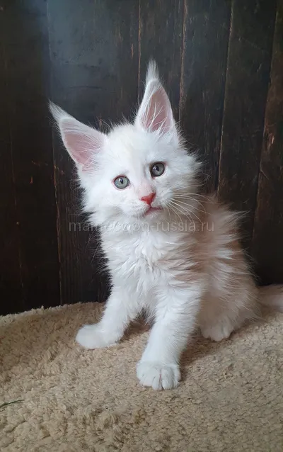 Maine Coon kitten