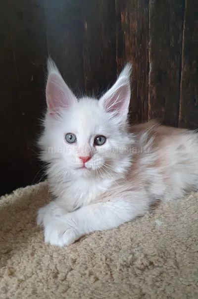 Maine Coon kitten