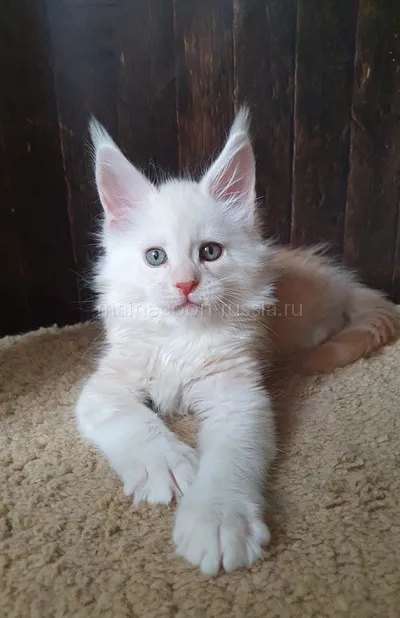 Maine Coon kitten