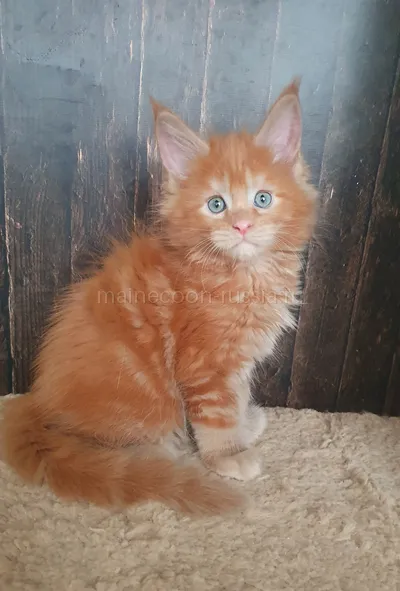 Котенок мейн-кун