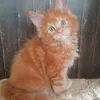 Зевс - фото 3