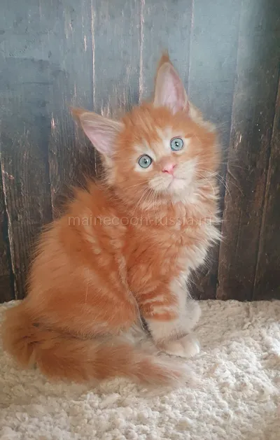 Котенок мейн-кун