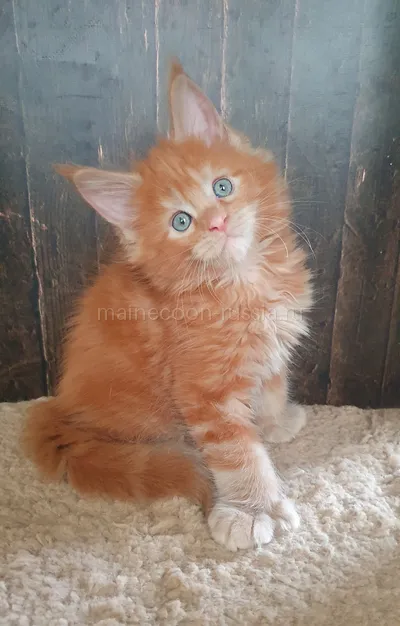 Котенок мейн-кун