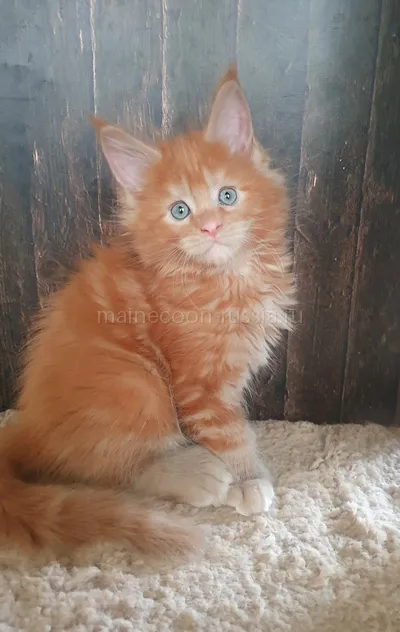 Котенок мейн-кун