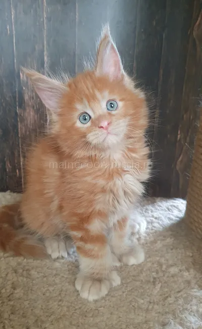 Котенок мейн-кун