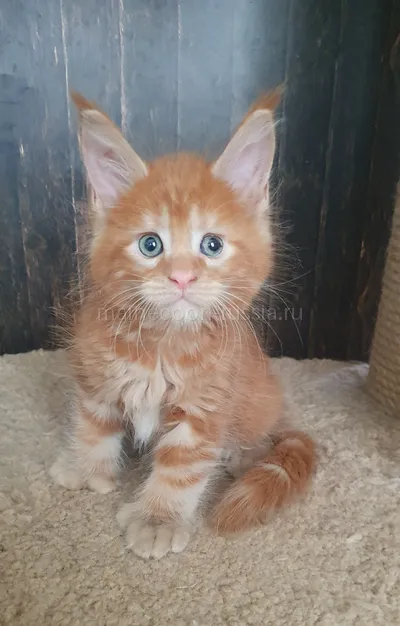 Котенок мейн-кун