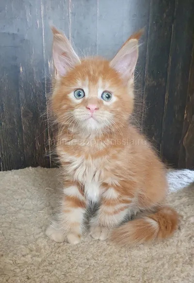 Котенок мейн-кун