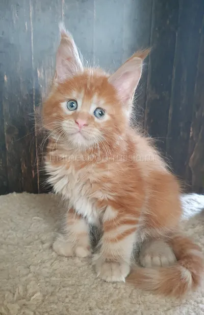 Maine Coon kitten