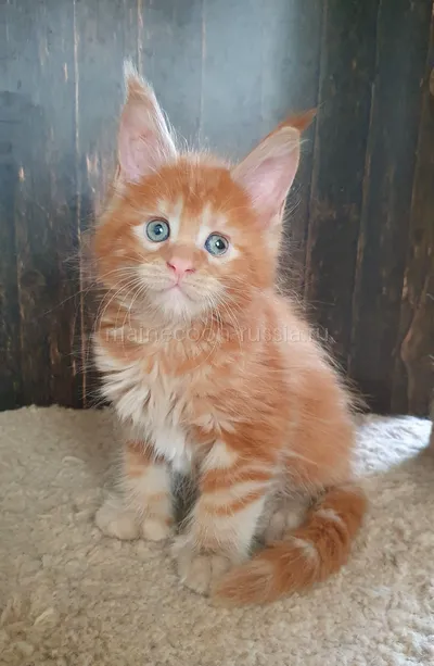 Maine Coon kitten