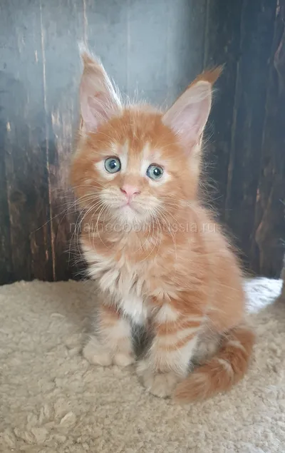 Maine Coon kitten