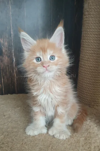 Котенок мейн-кун