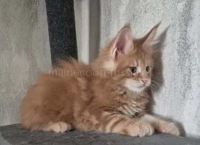 Maine Coon kitten