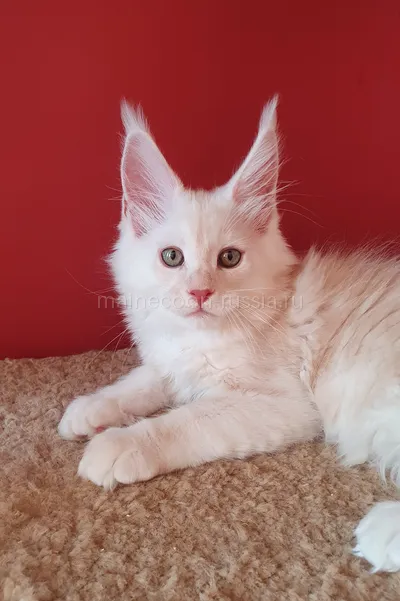Котенок мейн-кун