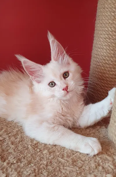 Котенок мейн-кун