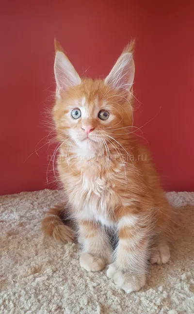 Котенок мейн-кун
