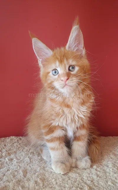 Котенок мейн-кун