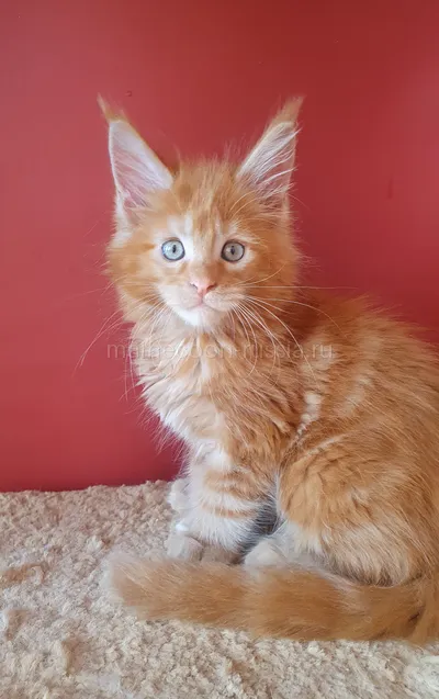 Котенок мейн-кун