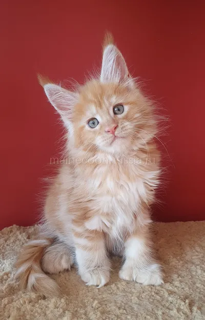 Котенок мейн-кун