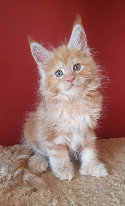 Котенок мейн-кун