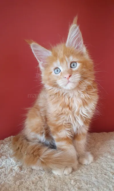 Котенок мейн-кун